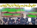 free range australorp hen farming in pakistan/hydroponic feed for hens /how to make hydroponic feed