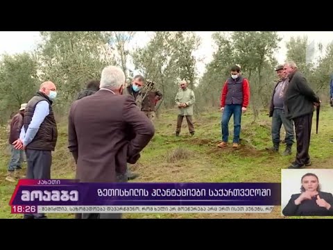 ზეთისხილის პლანტაციები საქართველოში