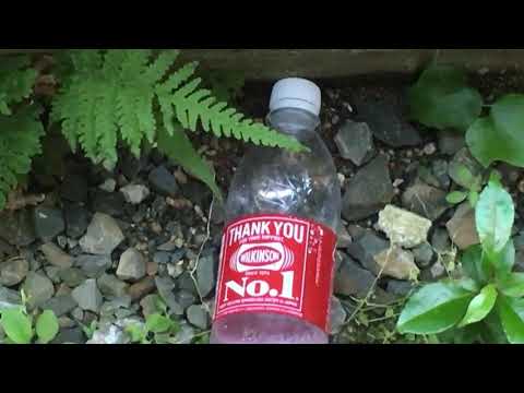 [1日1分静観]（自然の神秘）雑草と「ウィルキンソン タンサン」 PET500mlN No.1ラベル