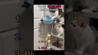Top 5 Funny Cat Moments #cat #viral #funny