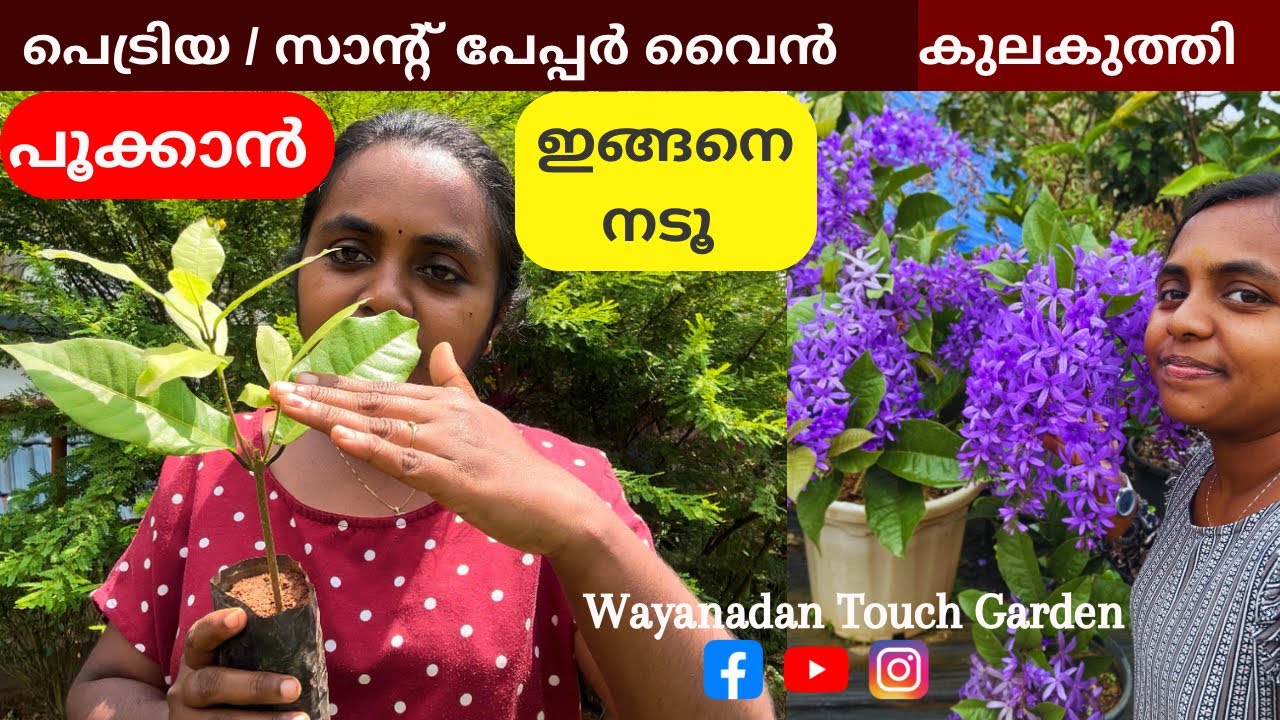 പെട്രിയ വാങ്ങുന്നവർ ഇങ്ങനെ മാത്രമേ നടാവൂ 💜 How to Plant Petrea | Sand Paper Vine Repotting | Petrea