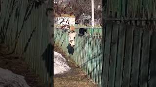 Funny cats! 🐱🐾🐱🐾🐱🐾/ Смешные котики!🐱🐾🐱🐾🐱🐾