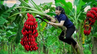 HOW TO HARVEST RED BANANA, Goes To The Market Sell  Harvesting and Cooking | Tieu Vy Daily Life