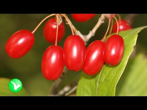 Видео: Съедобны ли шелковистые ягоды кизила?
