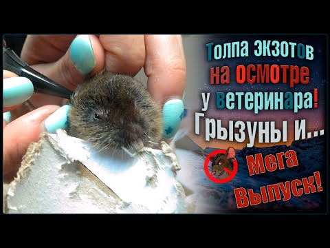 Экзотические грызуны на осмотре у ветеринара- 