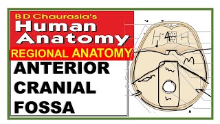 Chp1 | Interior of Skull | ANTERIOR CRANIAL FOSSA | SKULL | BD Chaurasia | Dr Asif Lectures