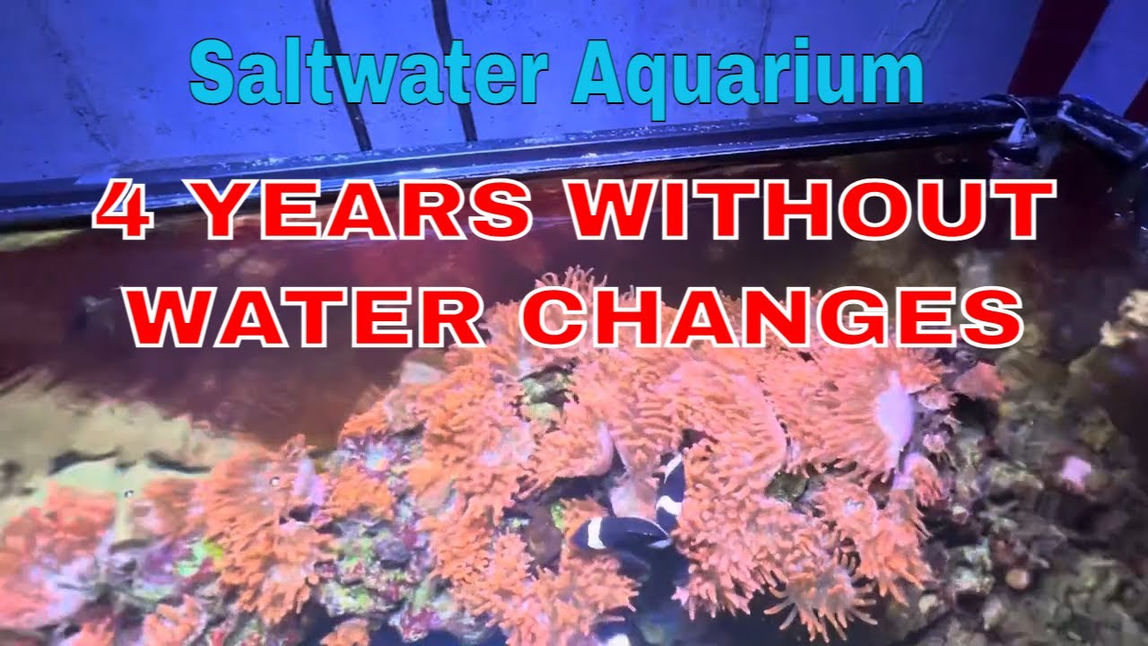 View of Saltwater Aquarium Water Parameters Reef Salt: Why Is It Important