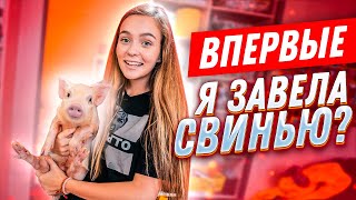 ВПЕРВЫЕ: МИНИ ПИГ ДОМА! // КУПАЮ В ВАННОЙ и ВЫГУЛИВАЮ С ПОВОДКОМ