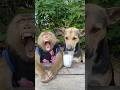 Best Video Of SokYaa OG To To And Mom Are Famous Amazing Shorts Best Video Of SokYaa OG To To And Mom Are Famous Amazing Shorts