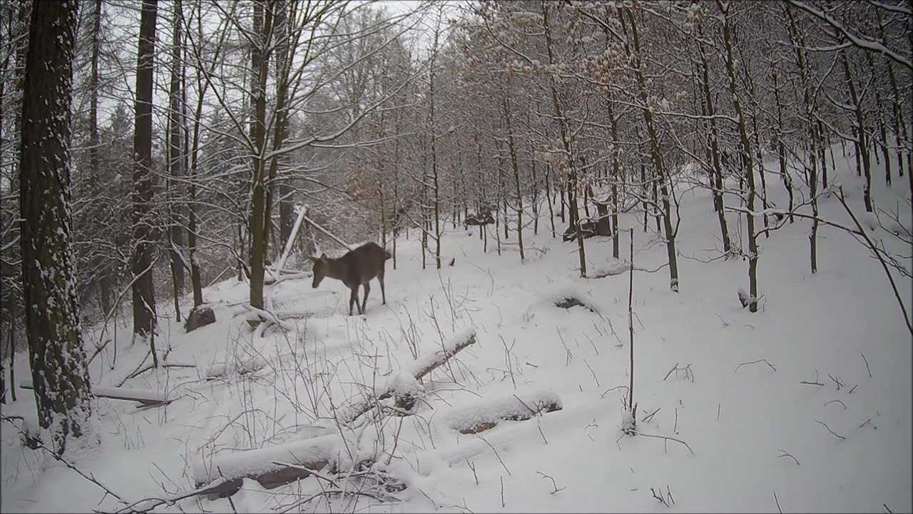 Fotopast Krušné hory - Únor 2026 1