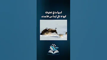 أسوأ ما في الخيانة أنها لا تأتي أبدا من الأعداء احمد الحوت خيانة 