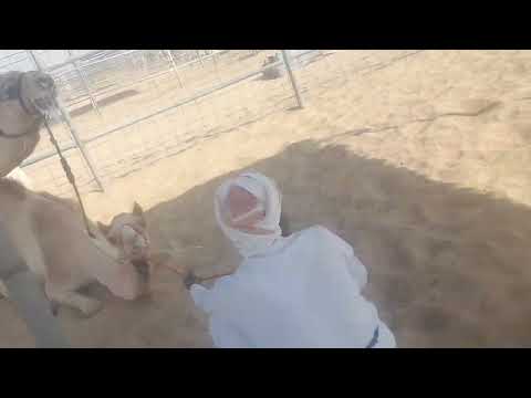 زمول العاصفه