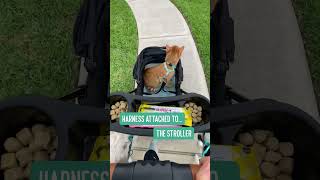 Cat in a Stroller