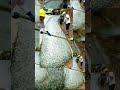 말뚝밖기. 굴착기가 시트 파일을 정교하게 박아넣는 토목 공사.