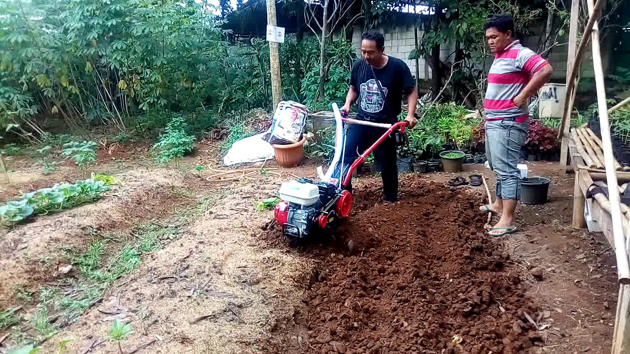 Lahan keras saja tidak masalah apalagi lahan gembur 