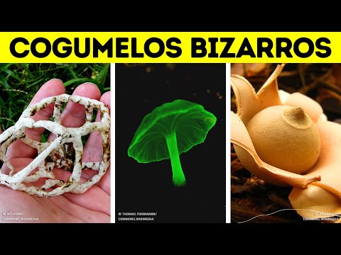 Vídeo: Cogumelo espinho que não existe