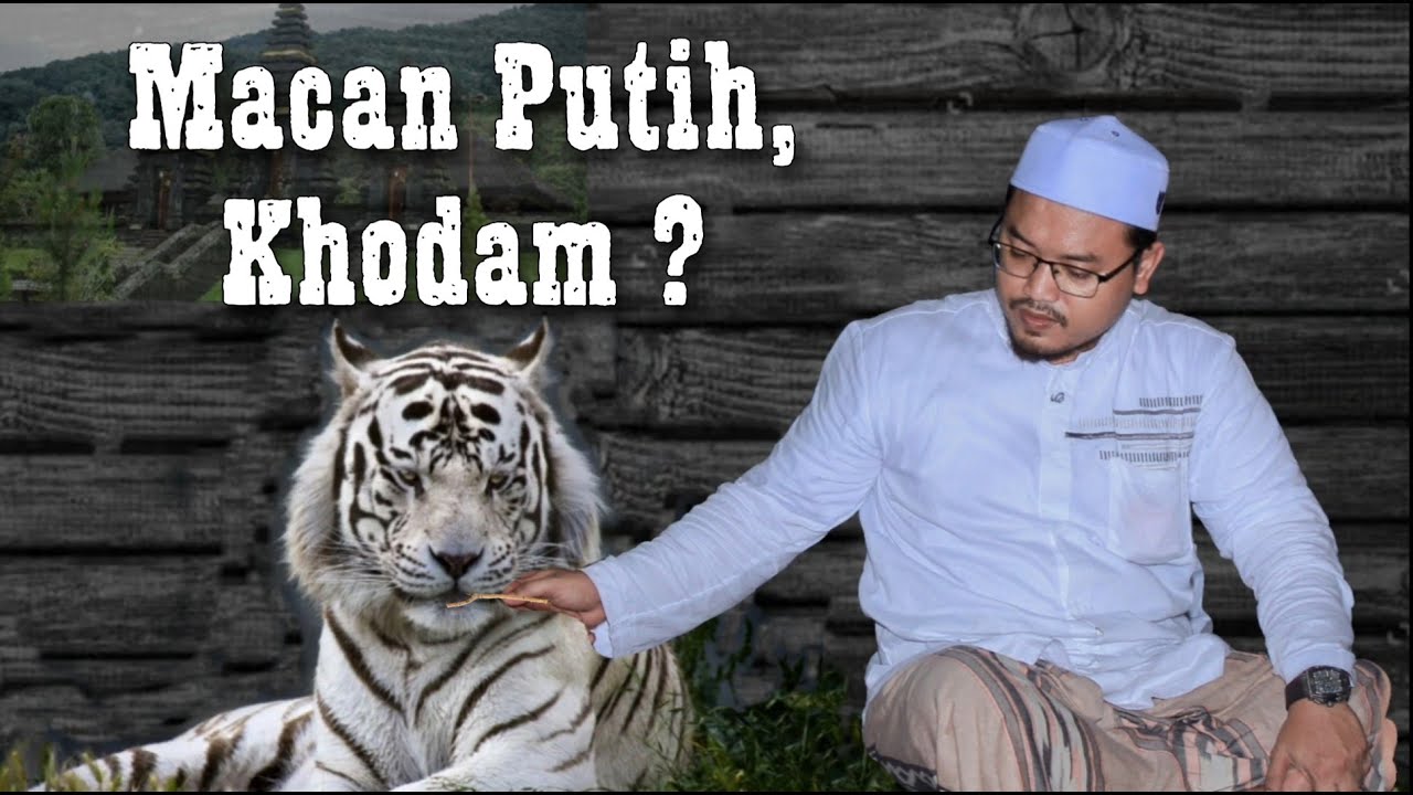 MAUNG MACAN  PUTIH  KHODAM YouTube