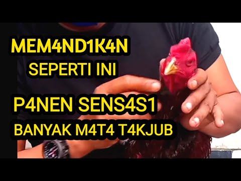 Cara Mengairi Ayam Aduan Ronde Pertama