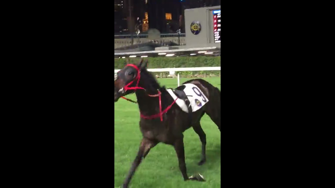 Australian Horse Killed In Hong Kong