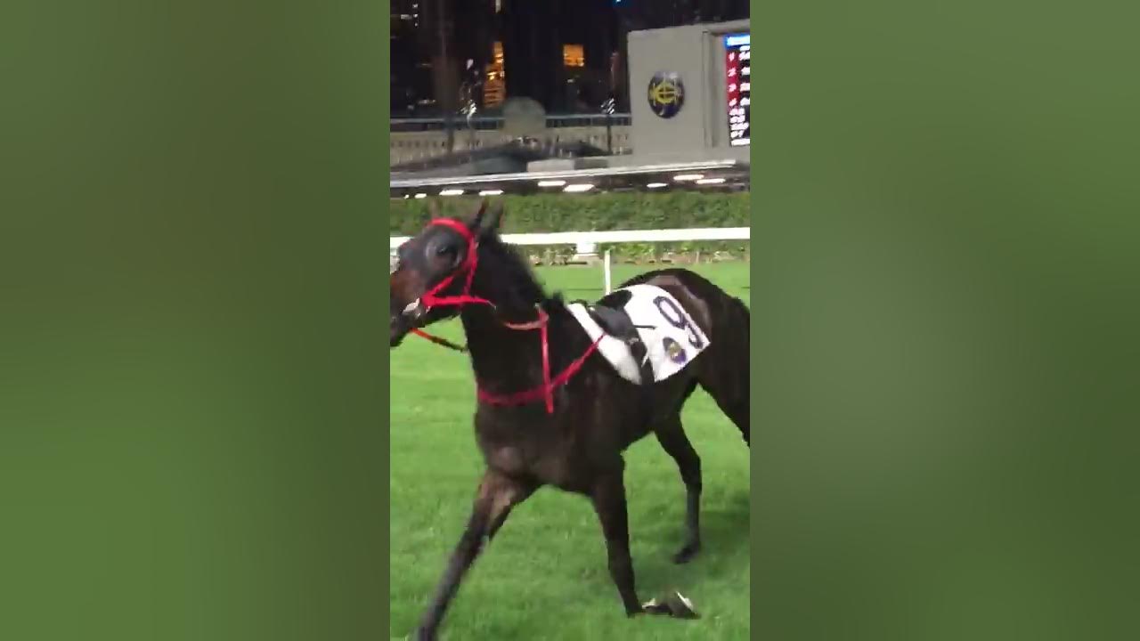 Australian Horse Killed In Hong Kong Australian Horse Killed In Hong Kong