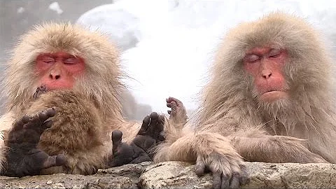 ¿Qué se considera mono en Japón?