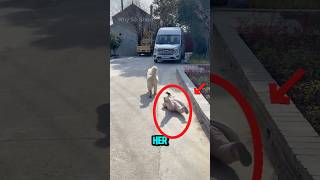 This Dog’s Reaction Made Everyone Cry ❤️