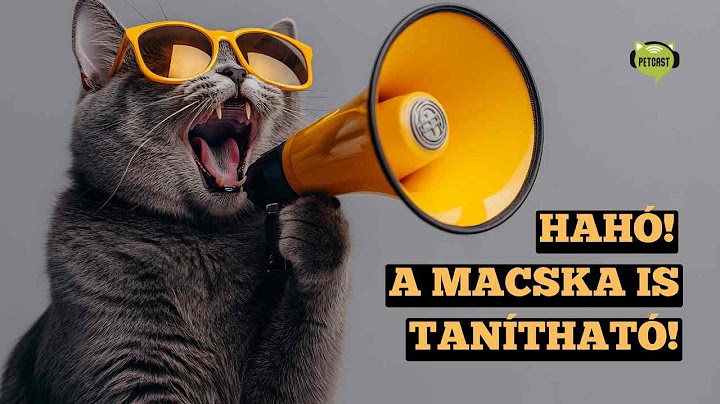 A macskákat nem lehet tanítani. Vagy mégis...?