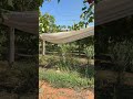 Na Yaloga Ni Vivaini Farmlifestyle 