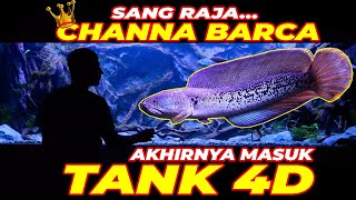 #EPS05 AQUARIUM 4D |  GAK SIASIA NUNGGU SETENGAH TAHUN!! CHANNA BARCA INI CANTIK SEKALI