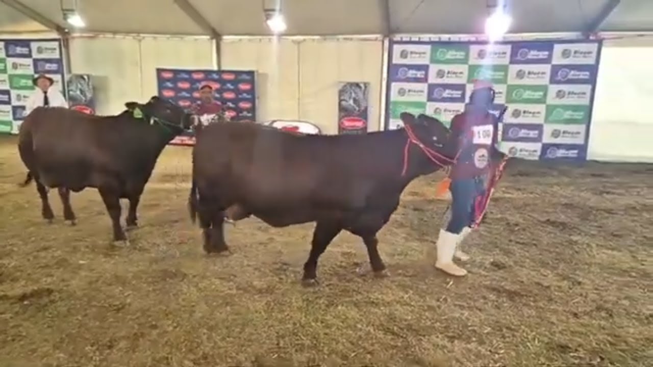 Santa Gertrudis SA National Show, Female Breed Championship at Bloem Show 2024.