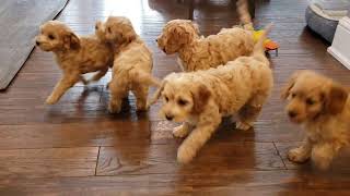 Adorable Cockapoo Puppies At Play