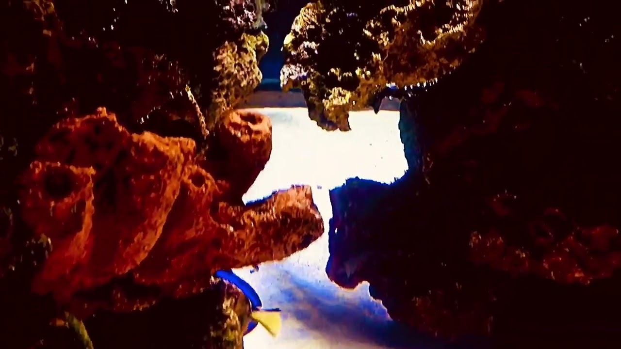 Interactive Aquarium Cancún 