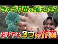 【大きく育ちません!】きゅうり定植後に必ずやらなくてはいけない作業について紹介します!