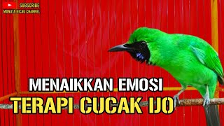 CUCAK IJO GACOR ISIAN COCOK BUAT PANCINGAN DAN TERAPI IJO MENJADIKAN EMOSI NAIK CEPAT BIKIN JAMTROK