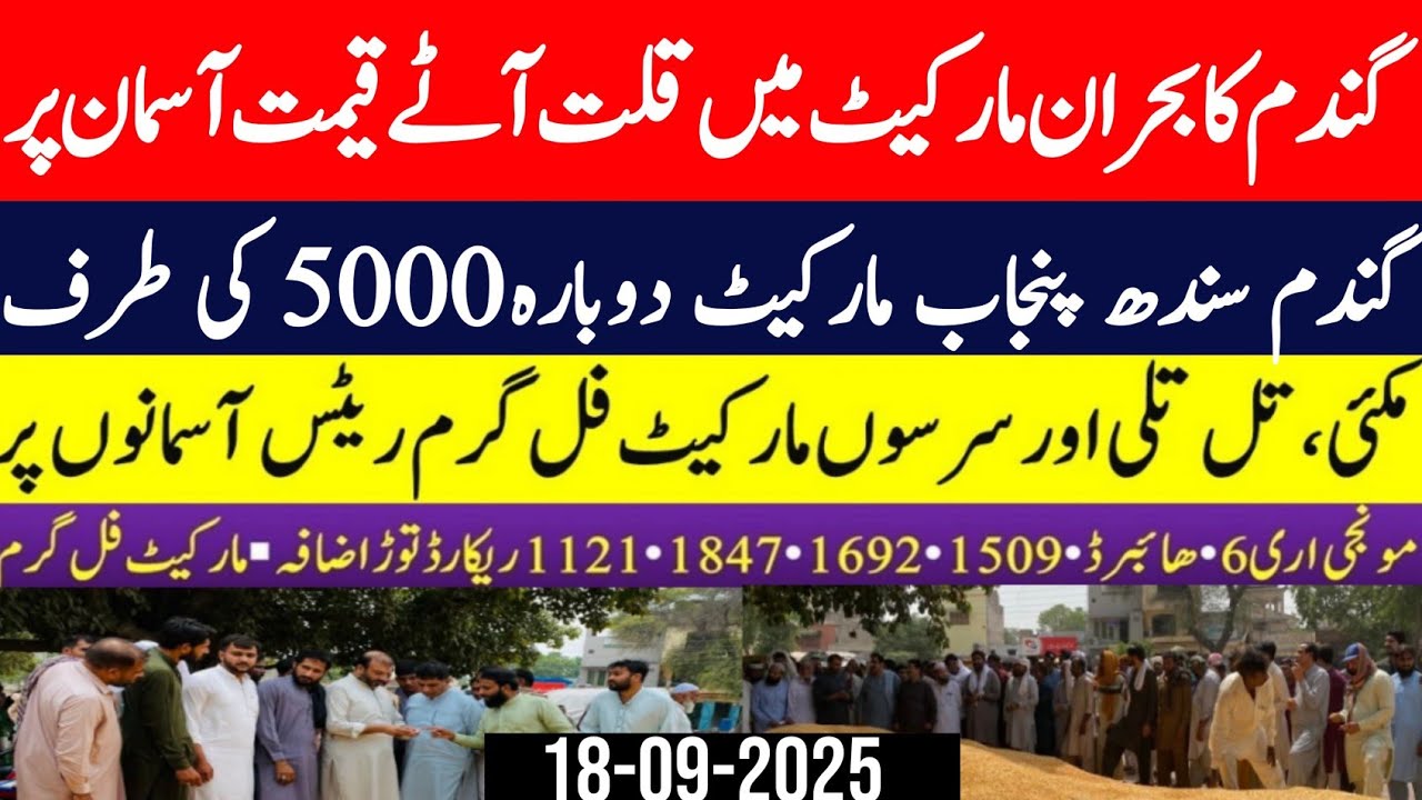 Wheat price in Pakistan/Maize 🌽 price today 2025 |Munji rates 2025 ...
