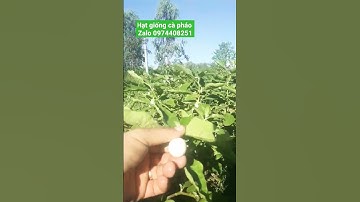 trị sâu đục trái hiệu quả