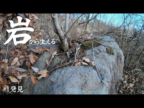 体 から 木 が 生える 体 から 木 が 生える