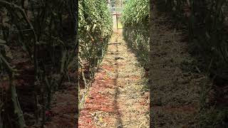 Domates Üretiminde Adım Adım Sona Doğru Tomato Production Is Gradually Nearing Its End