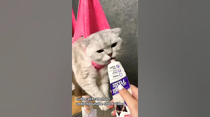 Watch the video about #animal profits#cat #kitten #pets#funny cats #funny#hen#short#short video#cow#cat short#cute cat#cow