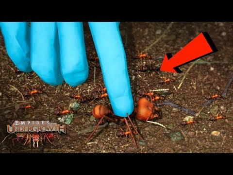 STOP SQUISHING ME ANTS!!! | The Leaf Cutters - Empires Of The Undergrowth - Ep10