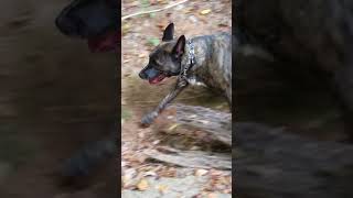 Dutch Shepherd Enjoying waterfall at Cascade Nature preserve.