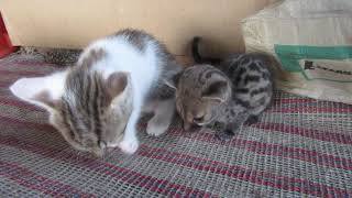 Baby Genet and Kittens Wrestling