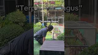 Yuk Mantau kung!#ibmbirdfarm #perkututbangkok #gacorrr🔥 #kungmania