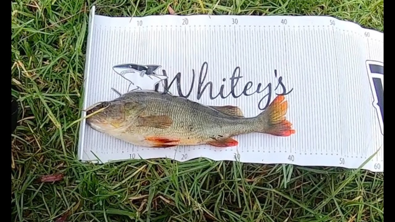 Huge Redfin Perch Pb Beginners luck YouTube