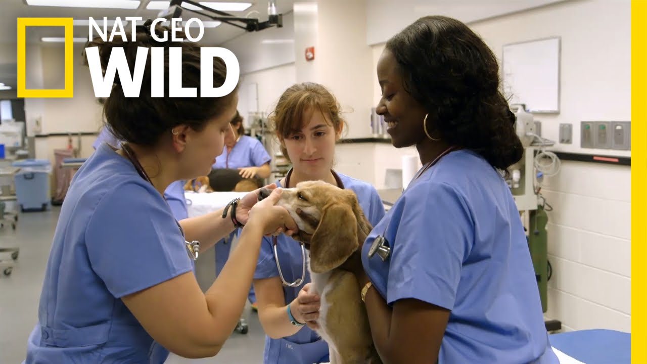 vet school at 30 Dog Restraint Playtime | Vet School