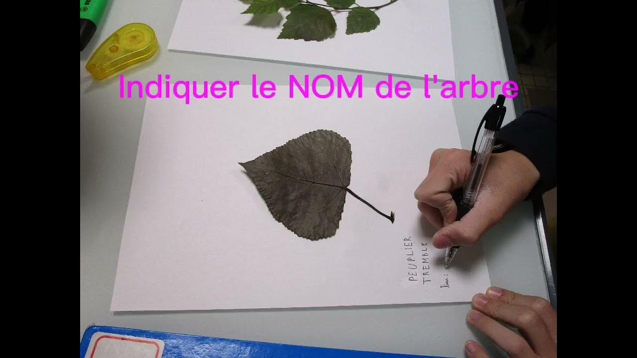 Comment Faire Un Herbier En 6ème Video Comment faire un herbier ? - YouTube