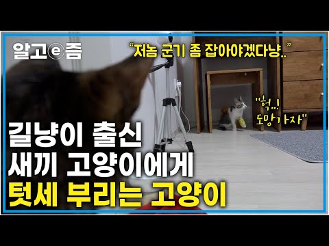 평화롭던 집에 구조된 길고양이였던 <strong>새끼</strong> 고양이가 들어오자마자 시작된 전쟁.. <strong>언니</strong> 고양이의 질투로 인한 괴롭힘과 공격에 눈물 마를 날 없는 막내의 일상┃고양이를 부탁해┃알고e즘