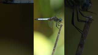 Blue Dasher dashes from bigger Common Whitetail dragonfly
A Blue Dasher dragonfly (Pachydiplax longipennis) perched on an old Hibiscus stalk at the Woodway Pond at the Houston Arboretum & Nature Center, in Houston, TX, USA, dashes from a much larger Common Whitetail (Plathemis lydia) that flies over to the same perch. Blue Dasher dashes from bigger Common Whitetail dragonfly