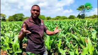 KILIMO CHA MAHINDI NA MBOLEA