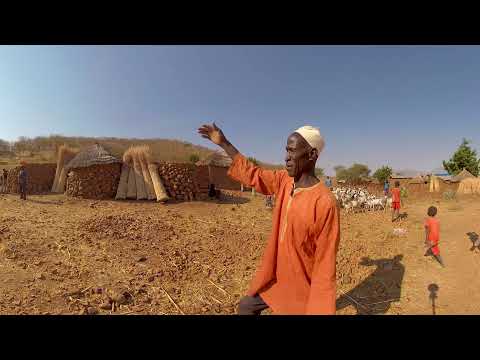 Видео: Рейн Клод Кондуктагийн мэдээлэл – Рэйн Клод Кондукта модыг хэрхэн ургуулах вэ